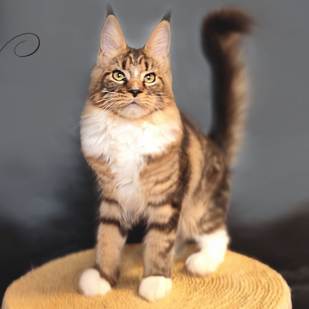 Nikita