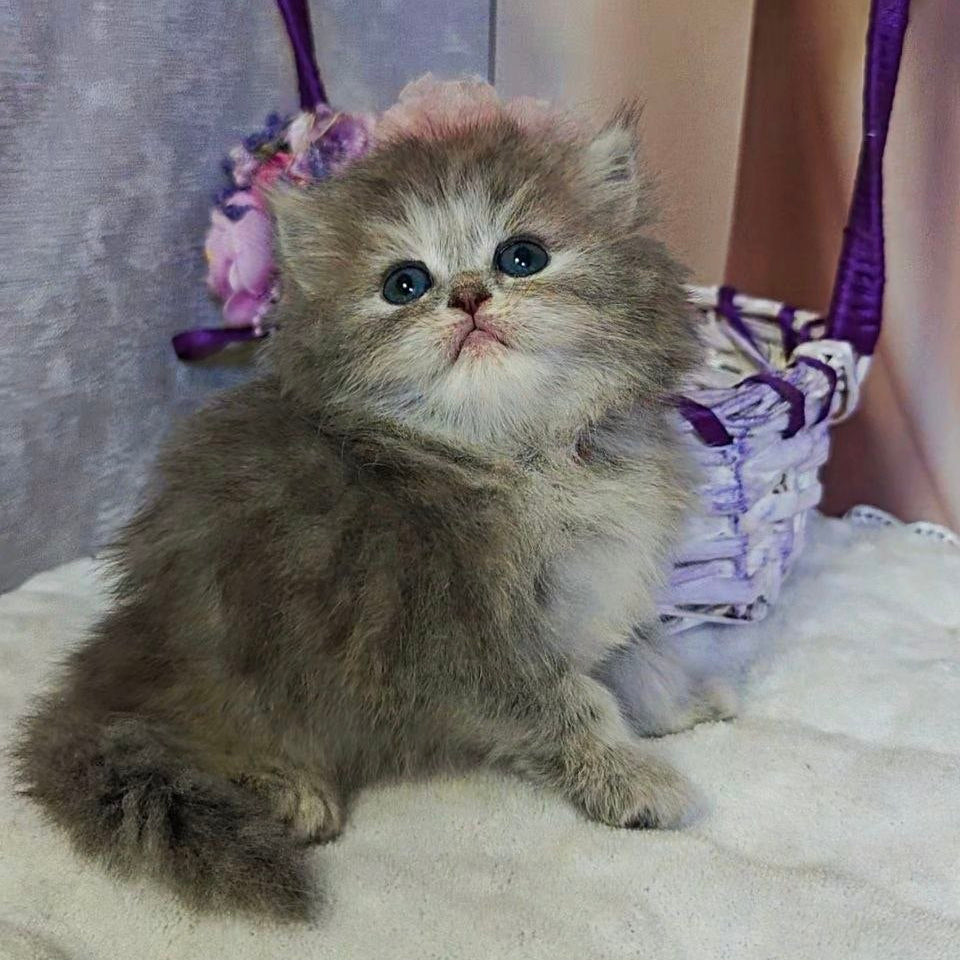 
                  
                    Ustina
                  
                