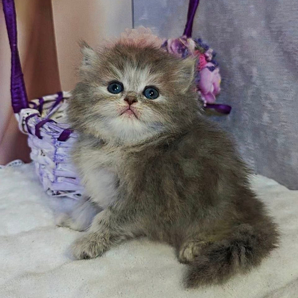 
                  
                    Ustina
                  
                