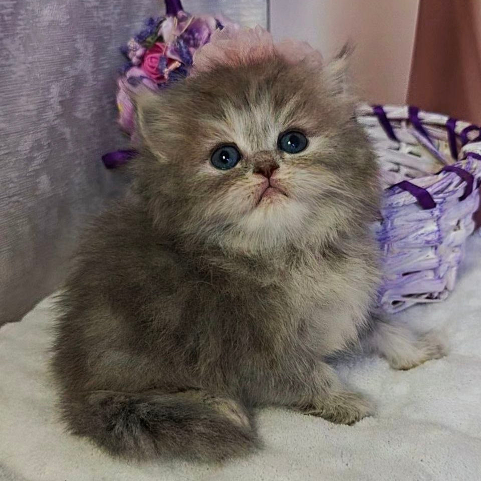
                  
                    Ustina
                  
                