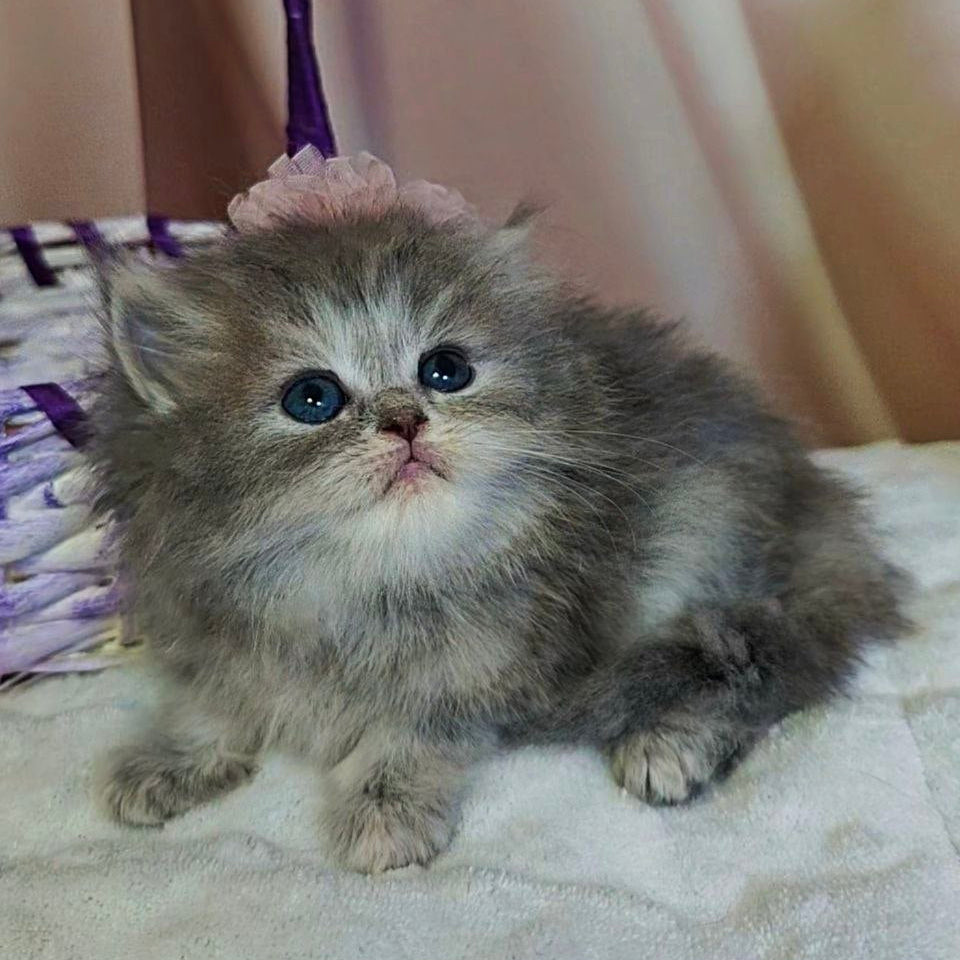 
                  
                    Ustina
                  
                
