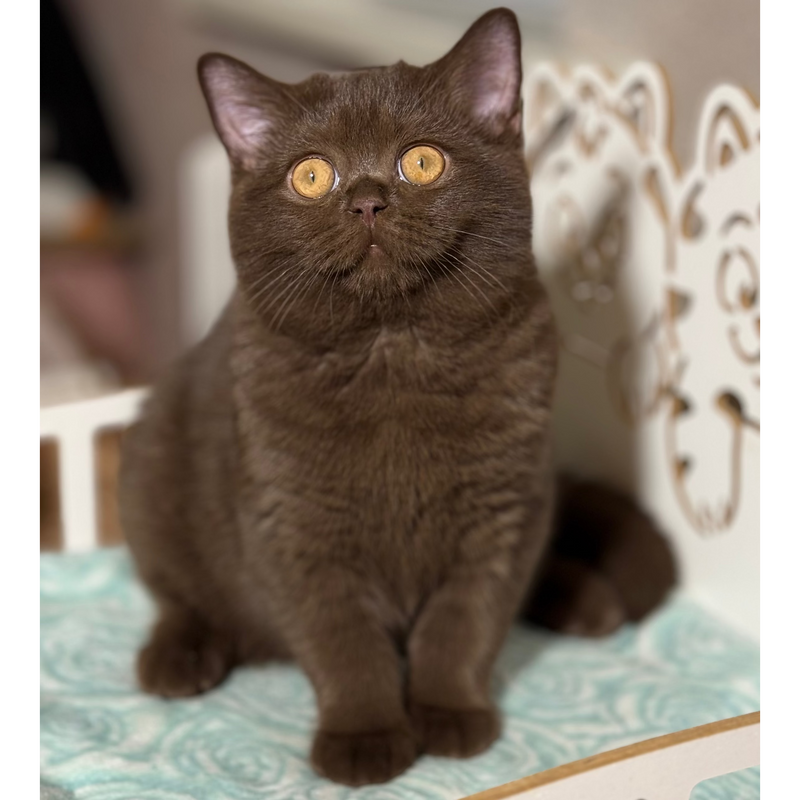 Lukum