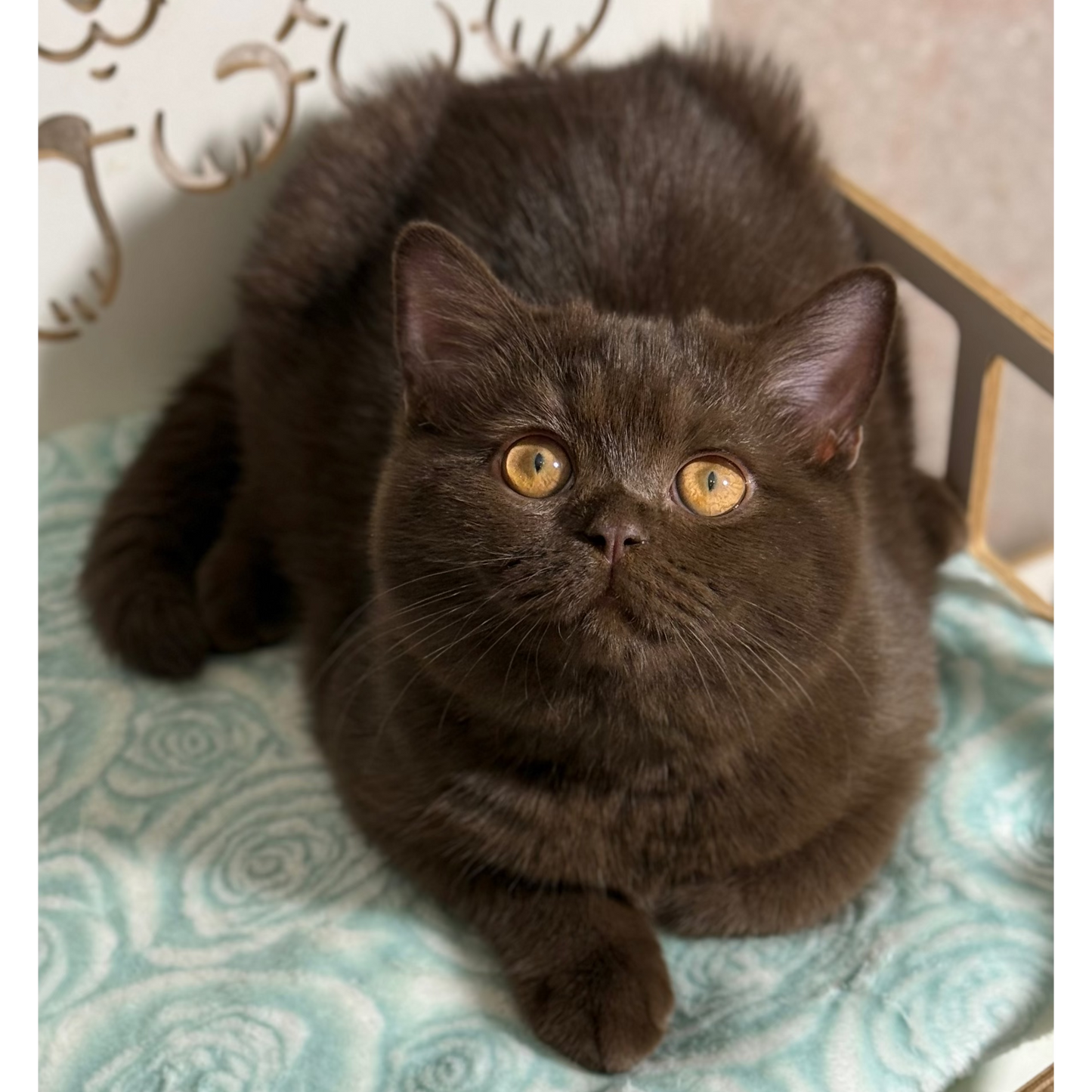 
                  
                    Lukum
                  
                
