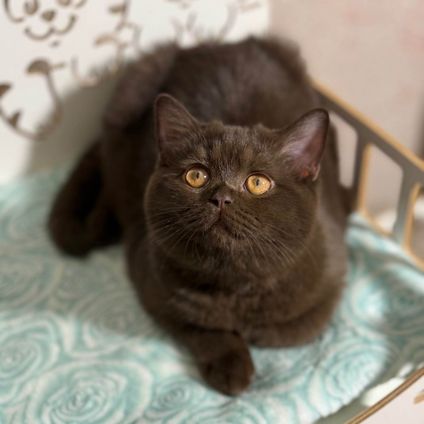 
                  
                    Lukum
                  
                