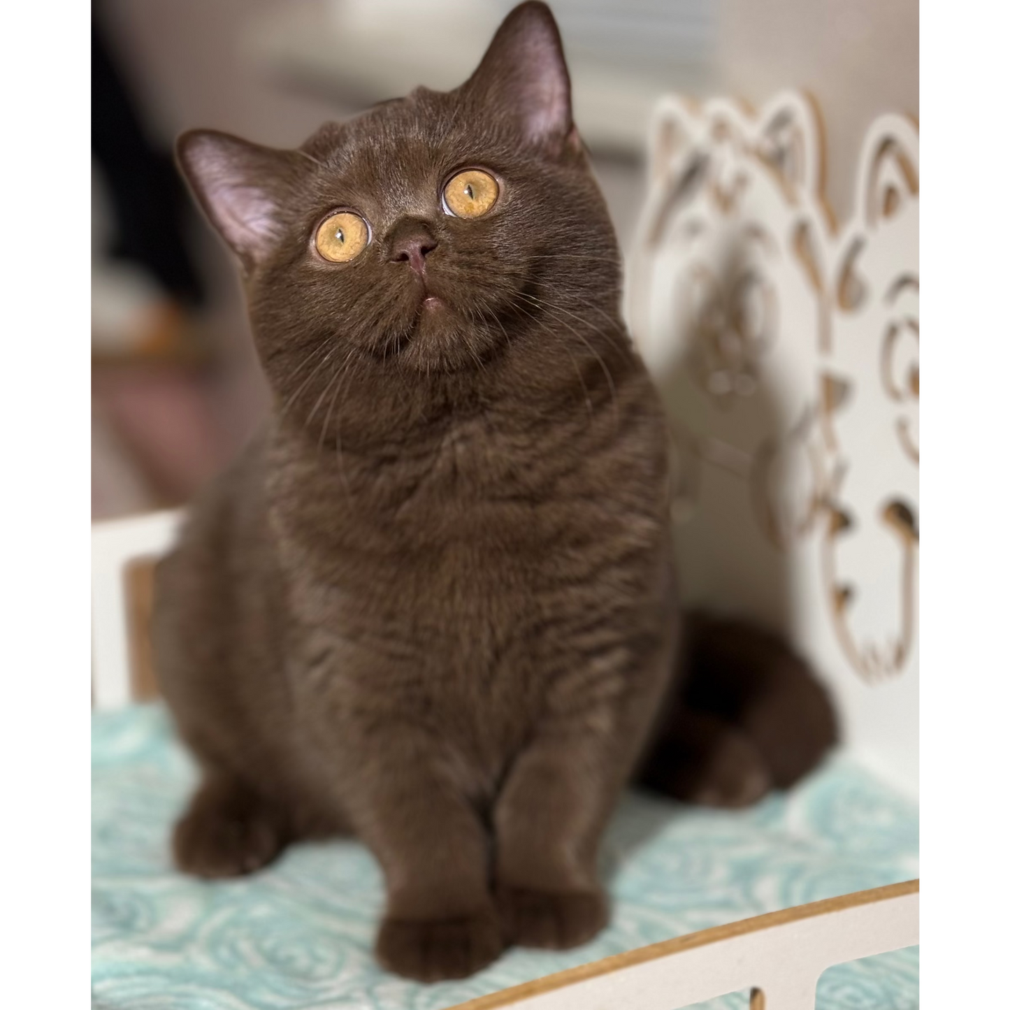 
                  
                    Lukum
                  
                