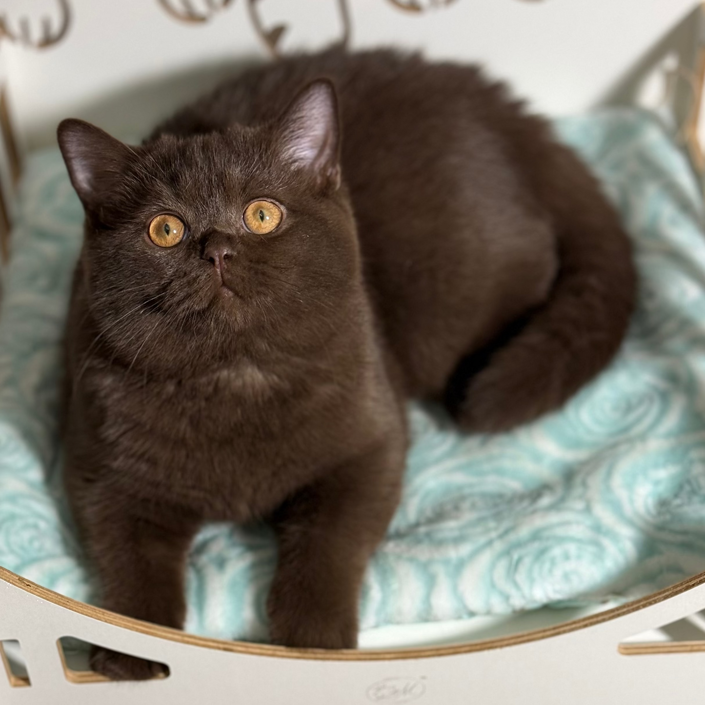 
                  
                    Lukum
                  
                