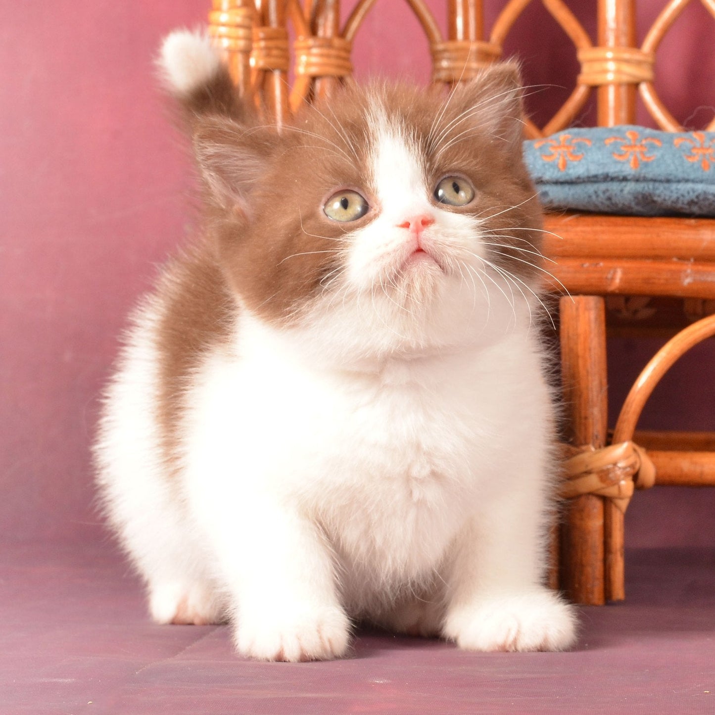
                  
                    Garfield
                  
                