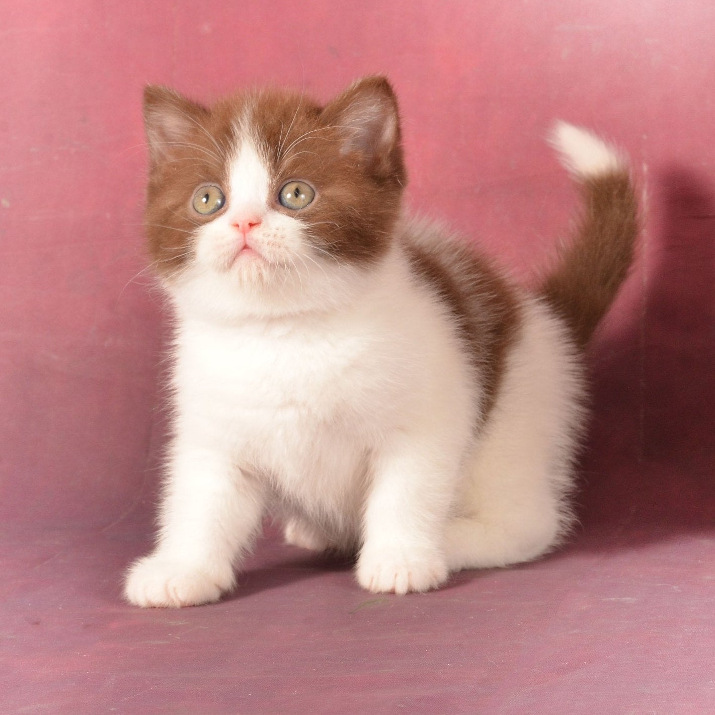 
                  
                    Garfield
                  
                