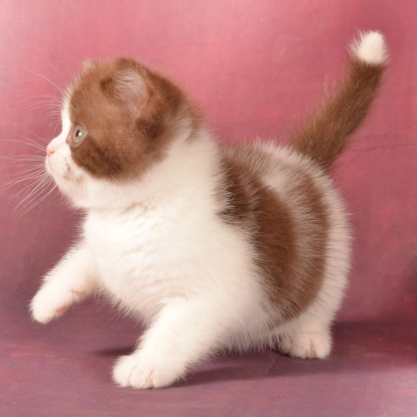 
                  
                    Garfield
                  
                