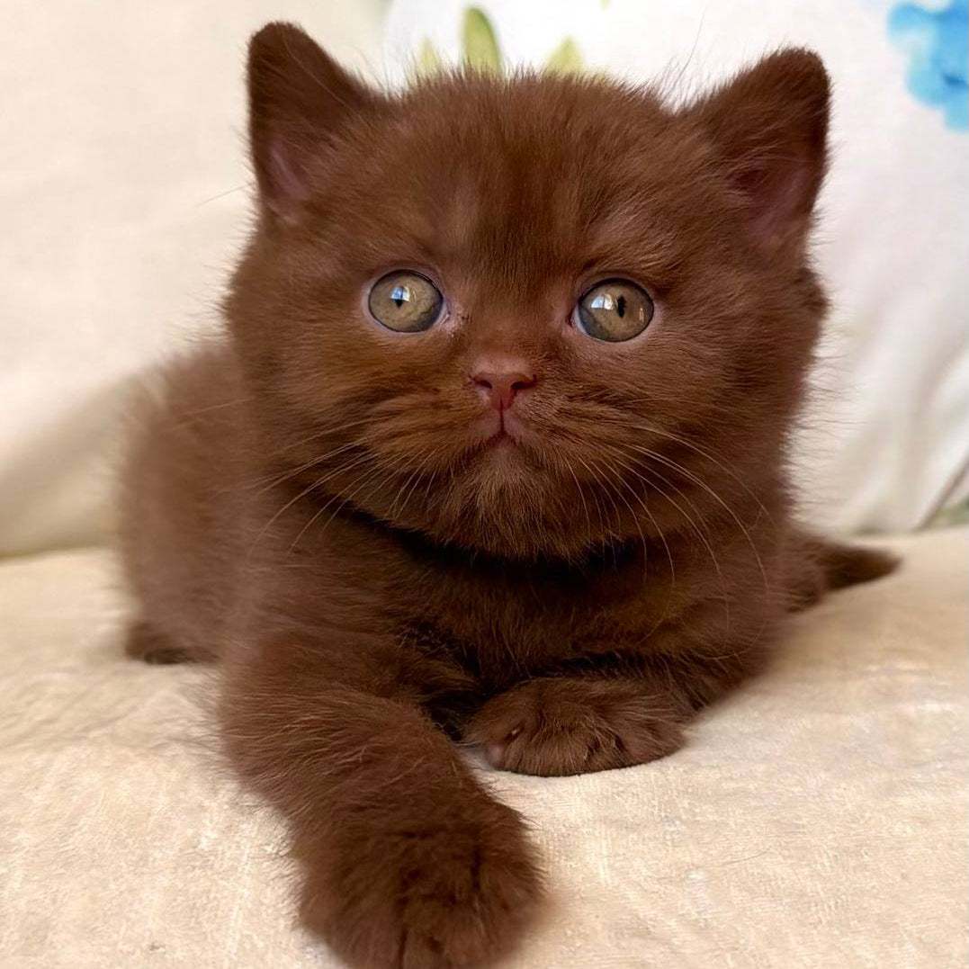
                  
                    Amir
                  
                