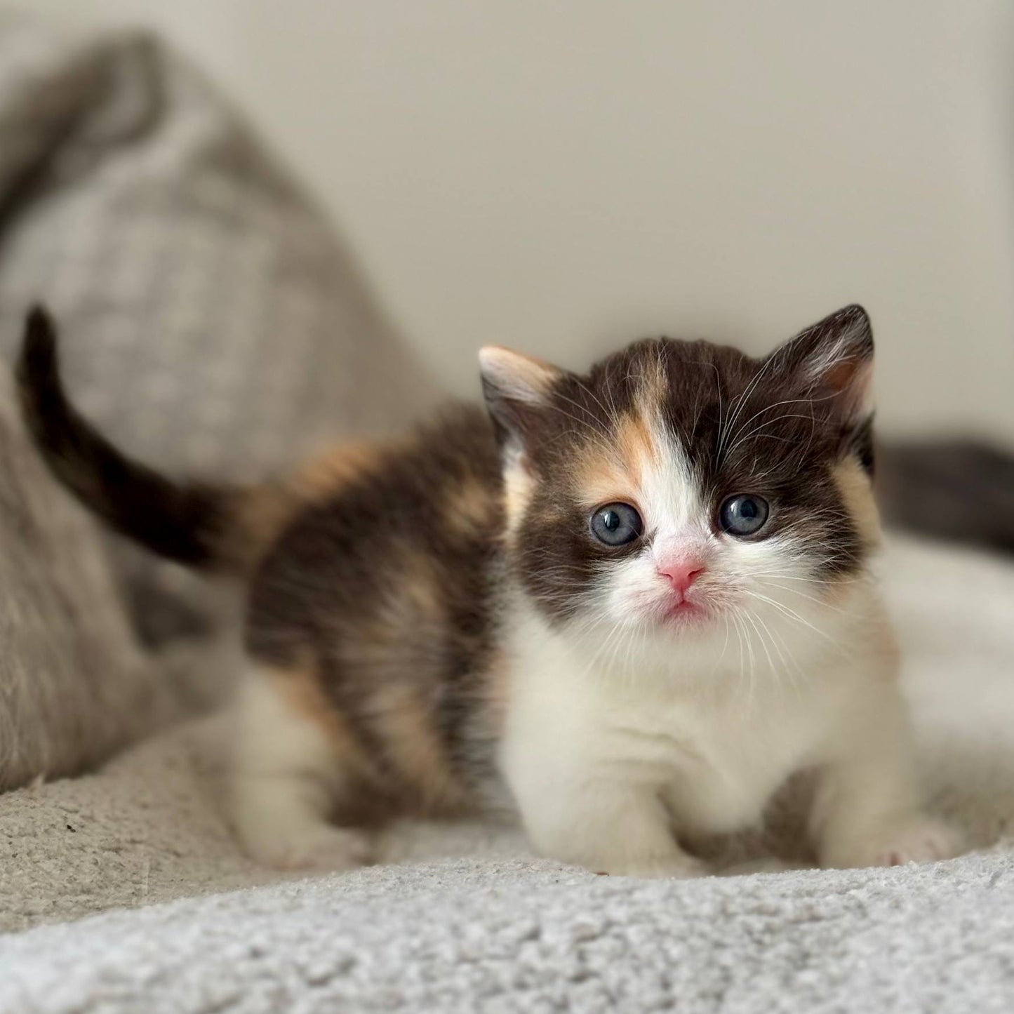 
                  
                    Bibi
                  
                