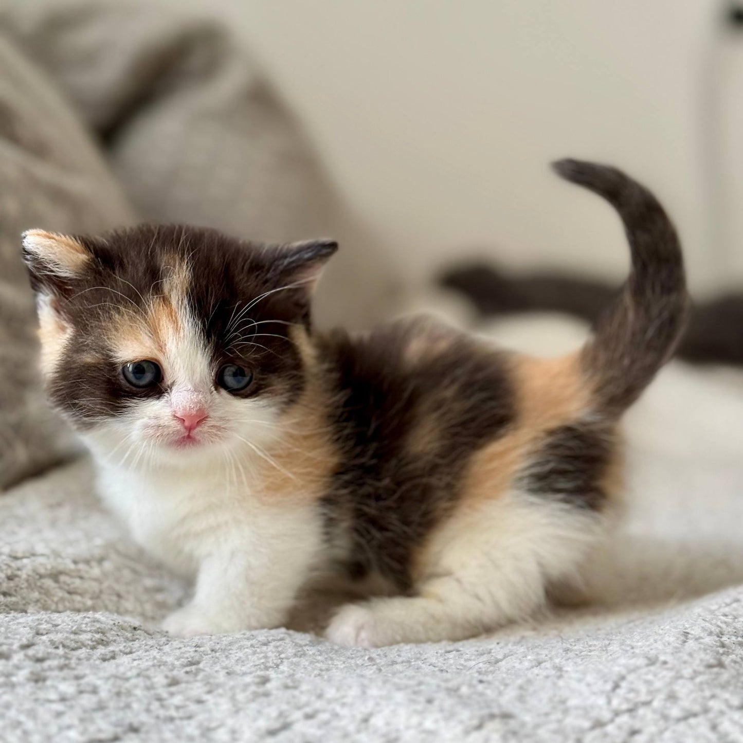 
                  
                    Bibi
                  
                