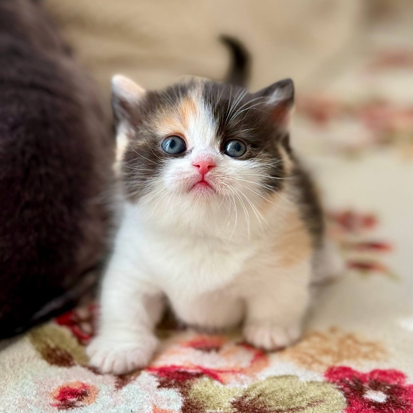 
                  
                    Bibi
                  
                