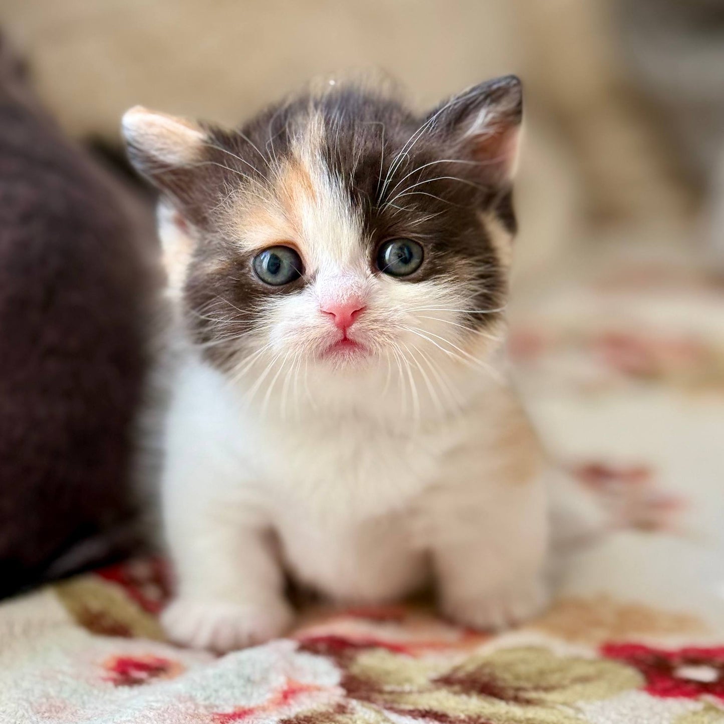 
                  
                    Bibi
                  
                