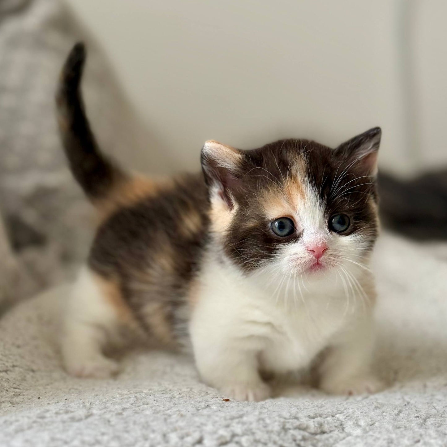 
                  
                    Bibi
                  
                
