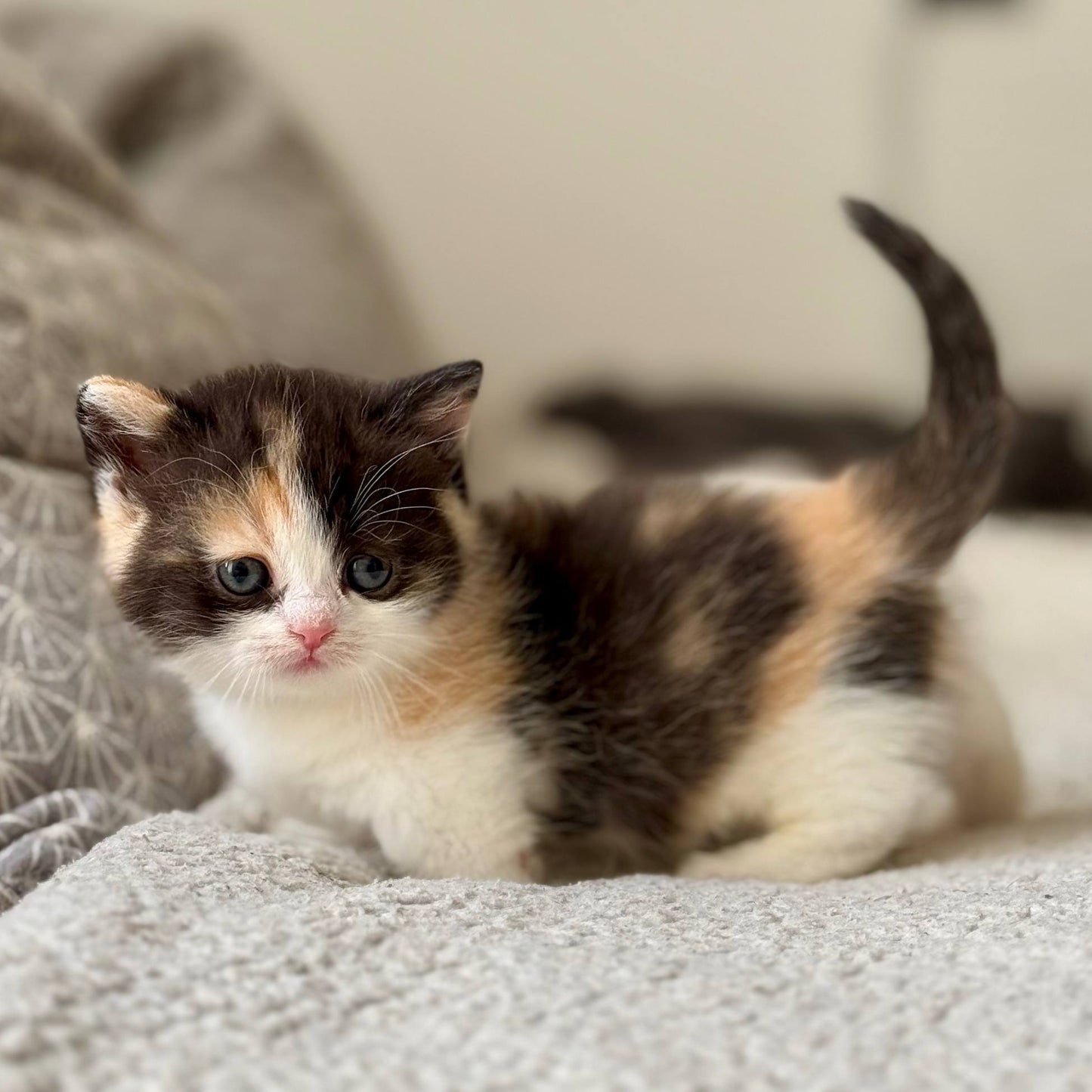 
                  
                    Bibi
                  
                