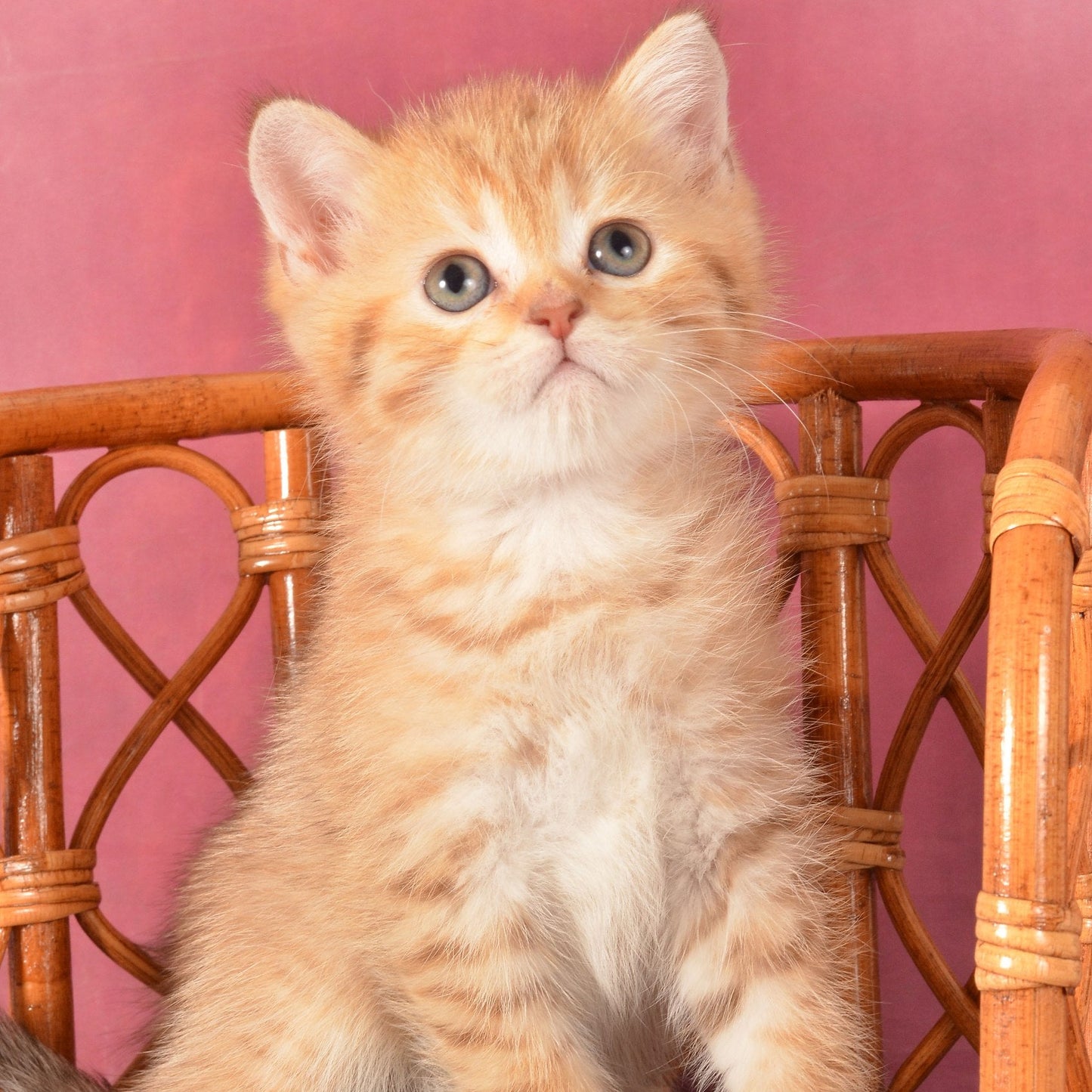 
                  
                    Fayer
                  
                