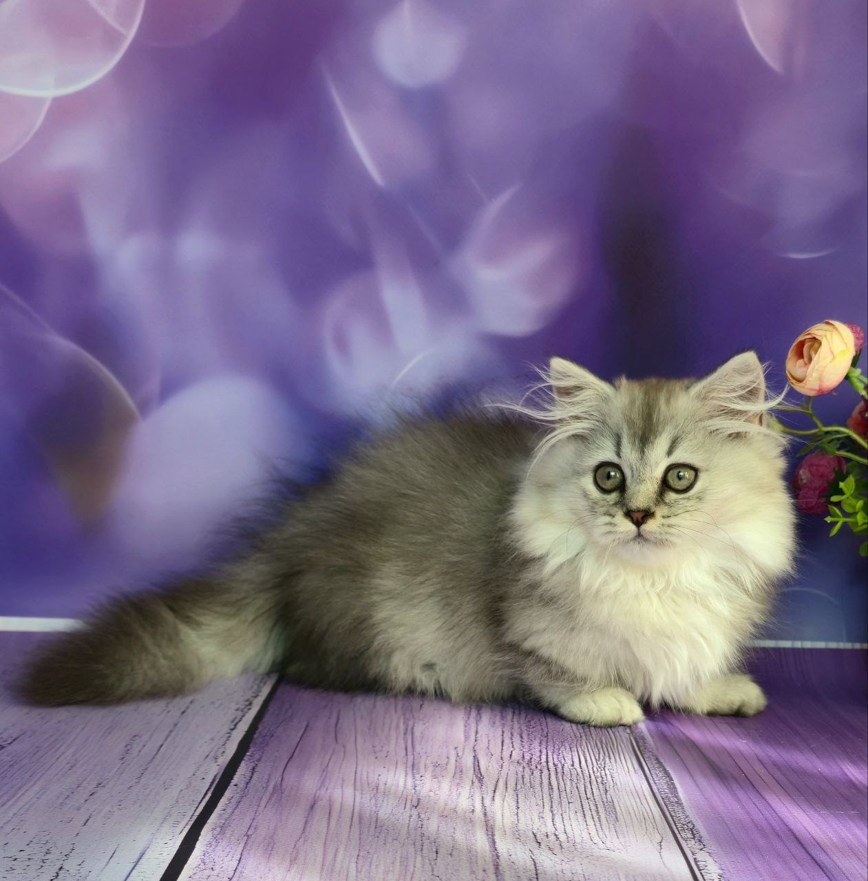 
                  
                    Zafira
                  
                