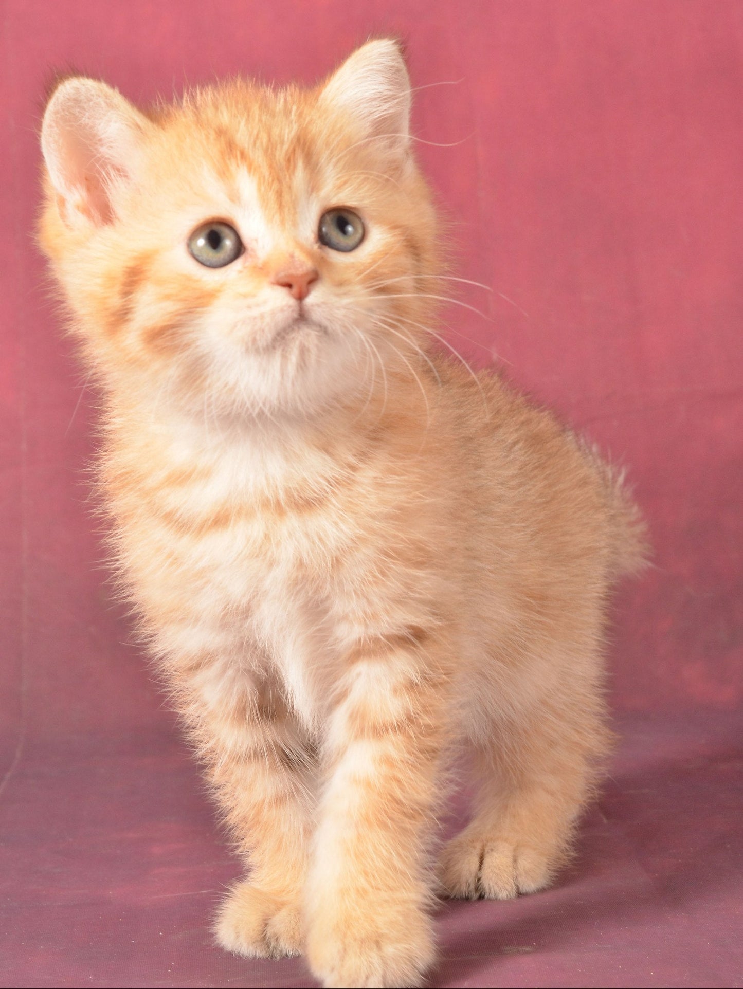 
                  
                    Fayer
                  
                
