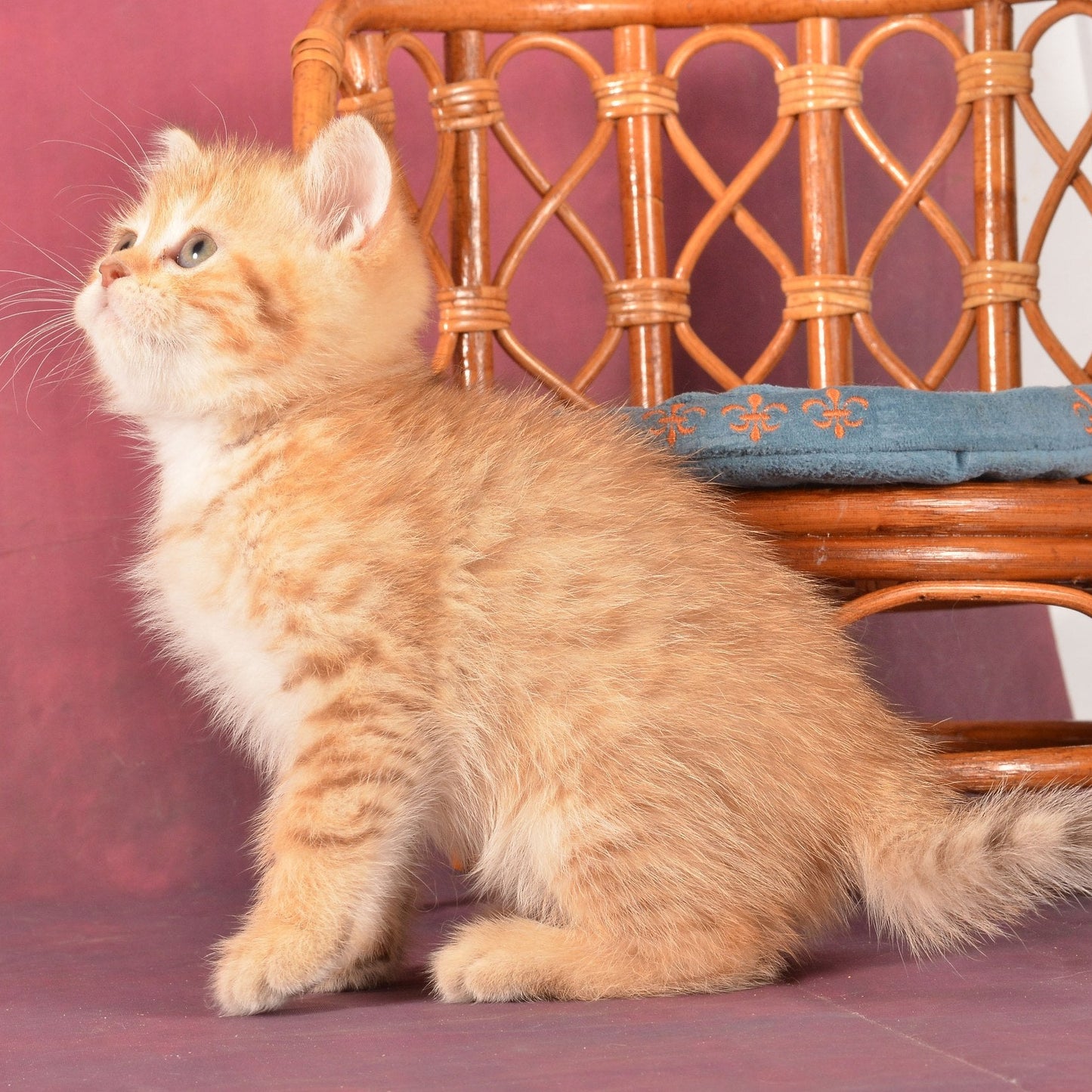 
                  
                    Fayer
                  
                