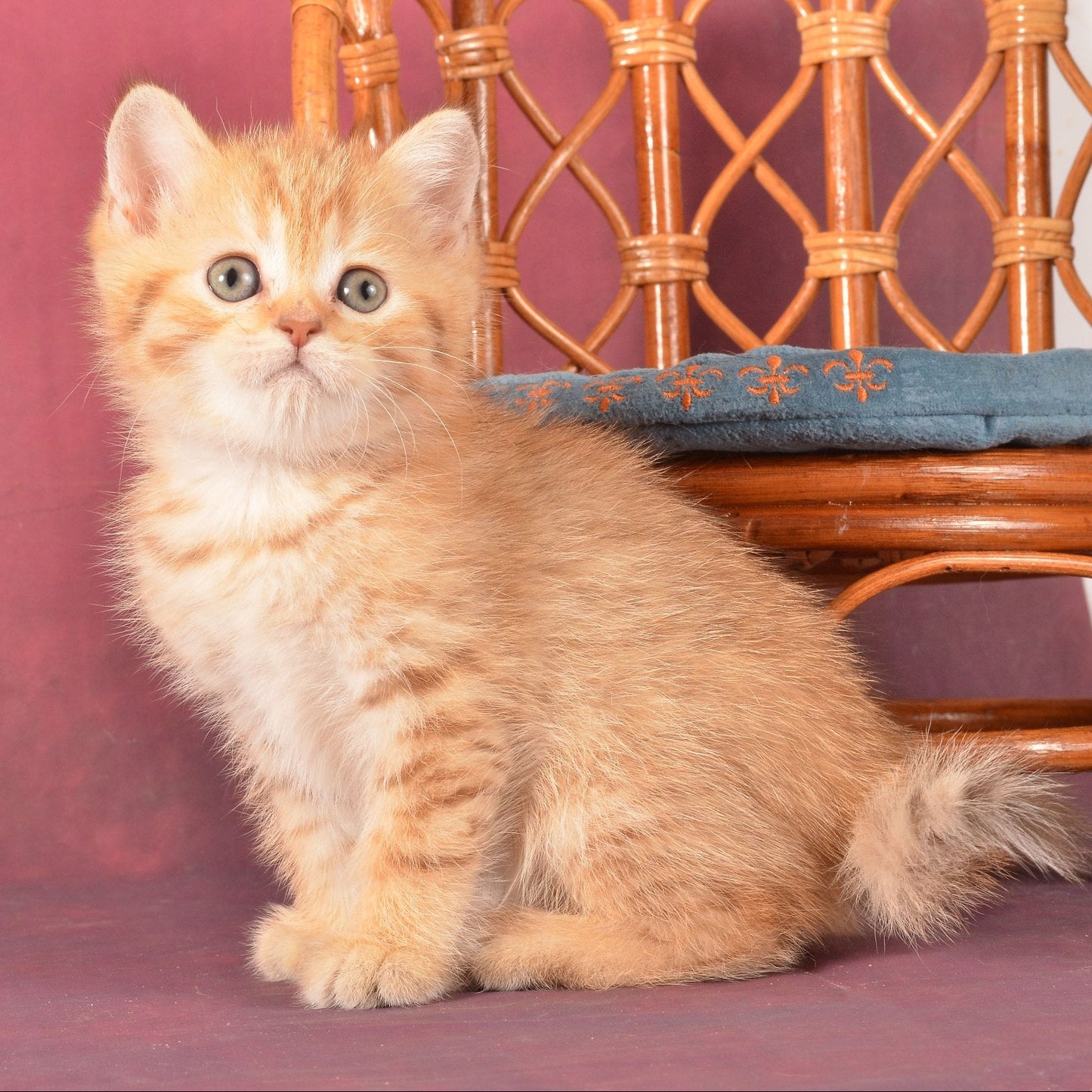
                  
                    Fayer
                  
                
