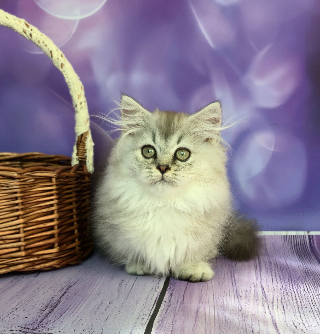 
                  
                    Zafira
                  
                