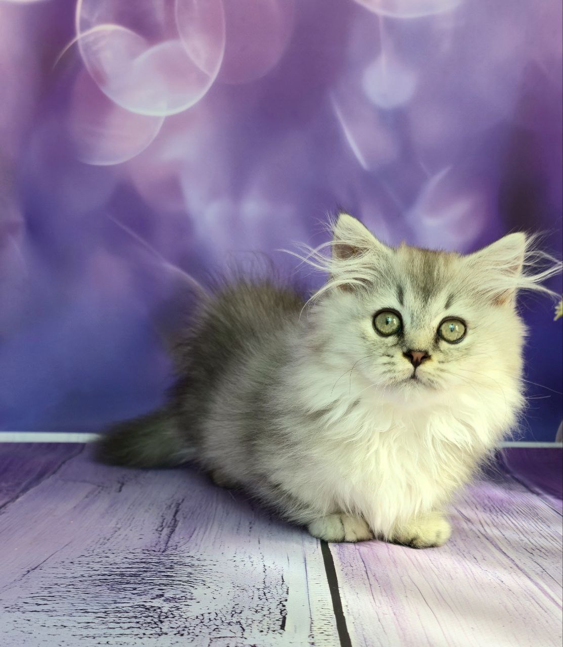 
                  
                    Zafira
                  
                