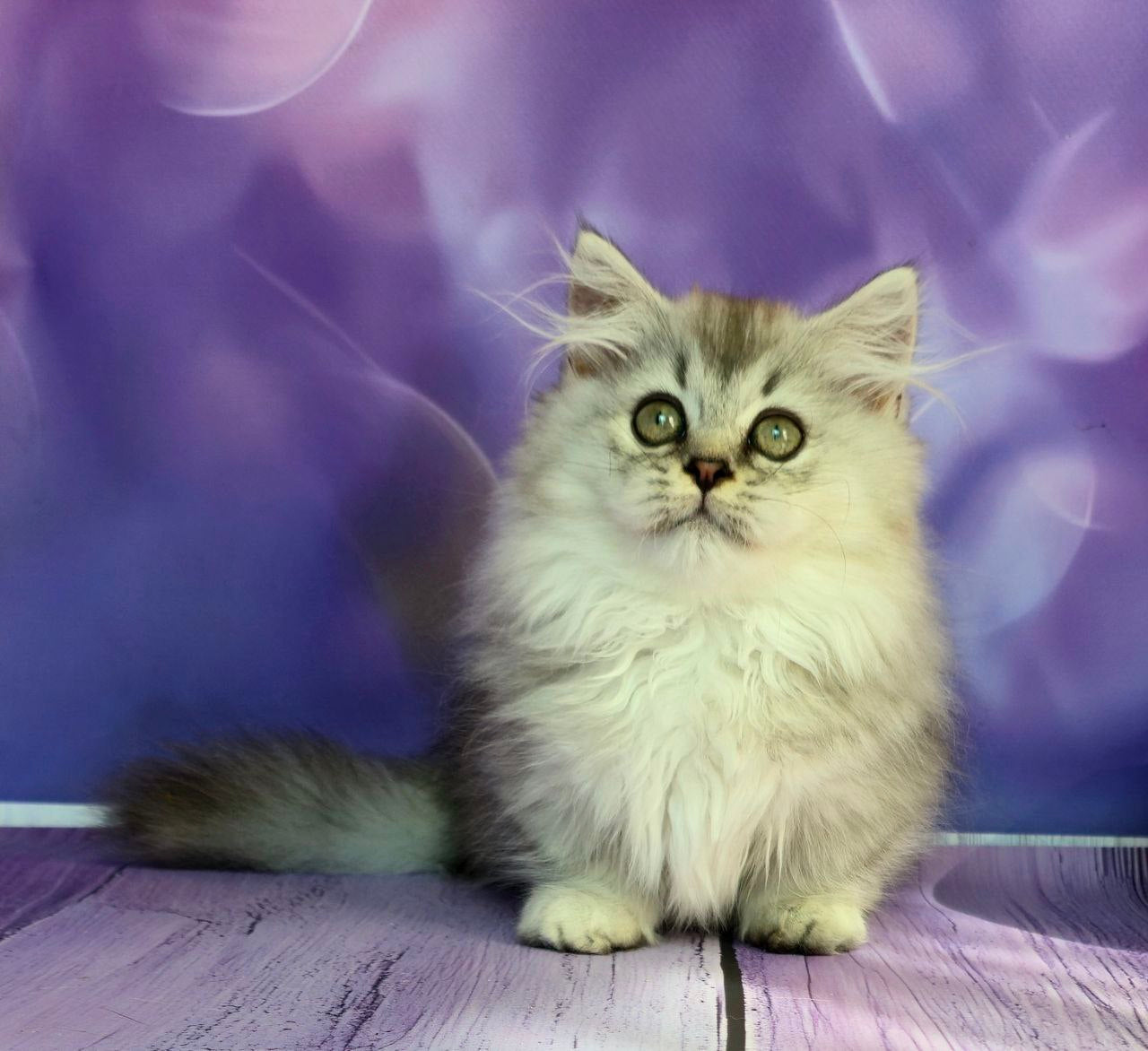 
                  
                    Zafira
                  
                