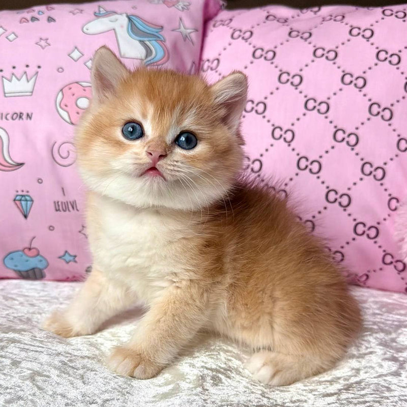 Billy