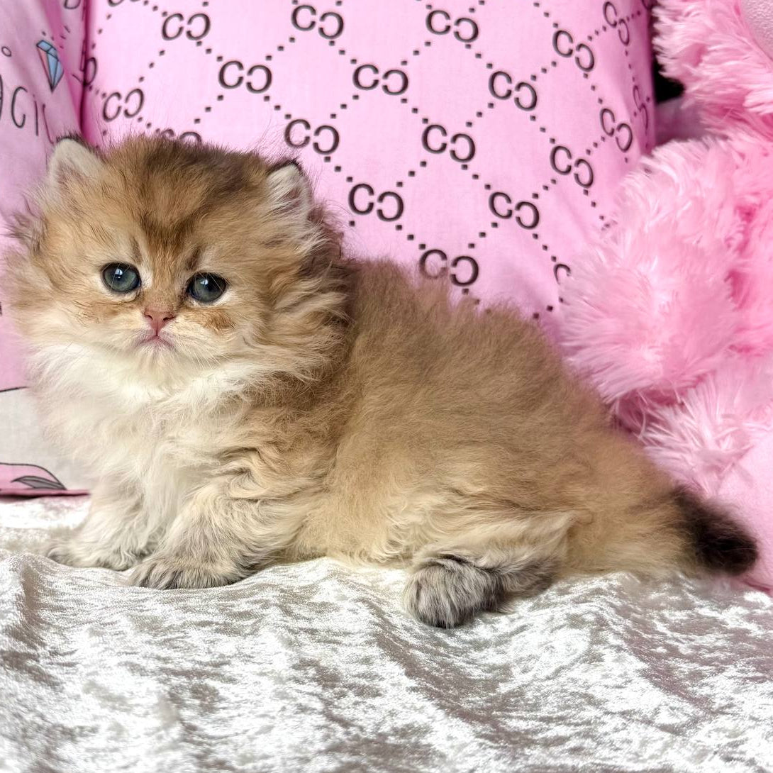 
                  
                    Bella
                  
                