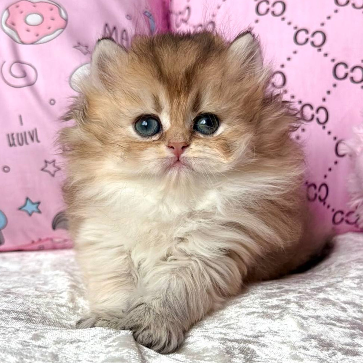 
                  
                    Bella
                  
                