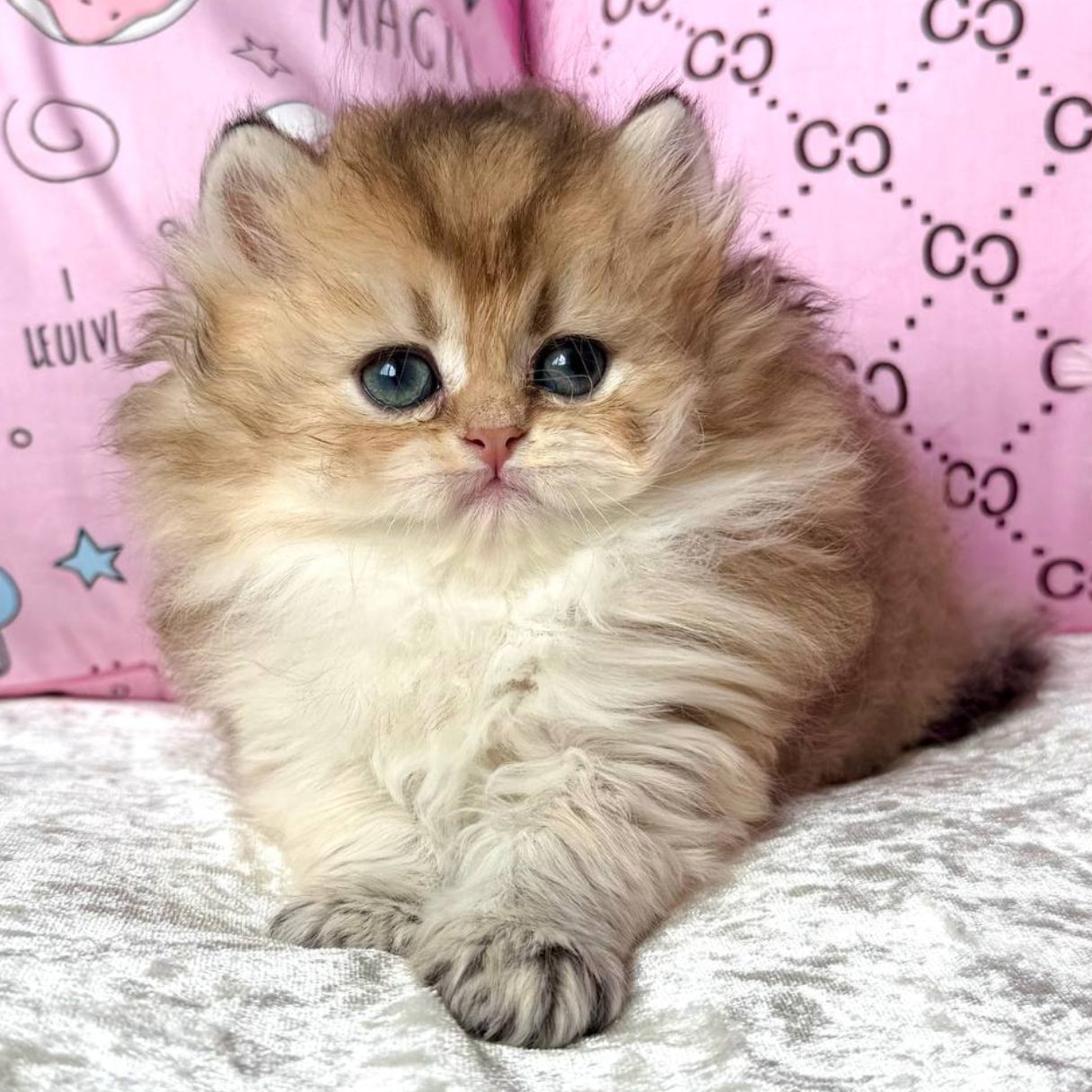 
                  
                    Bella
                  
                