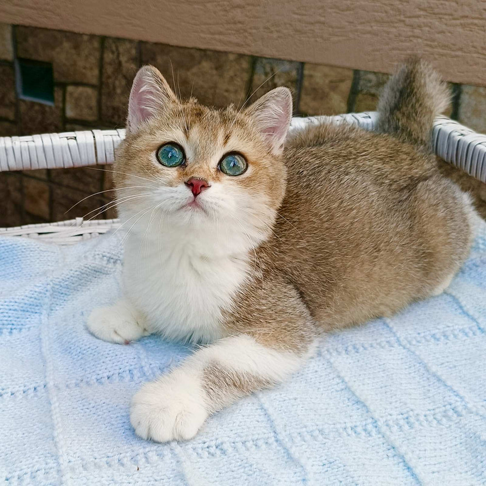 Xavier