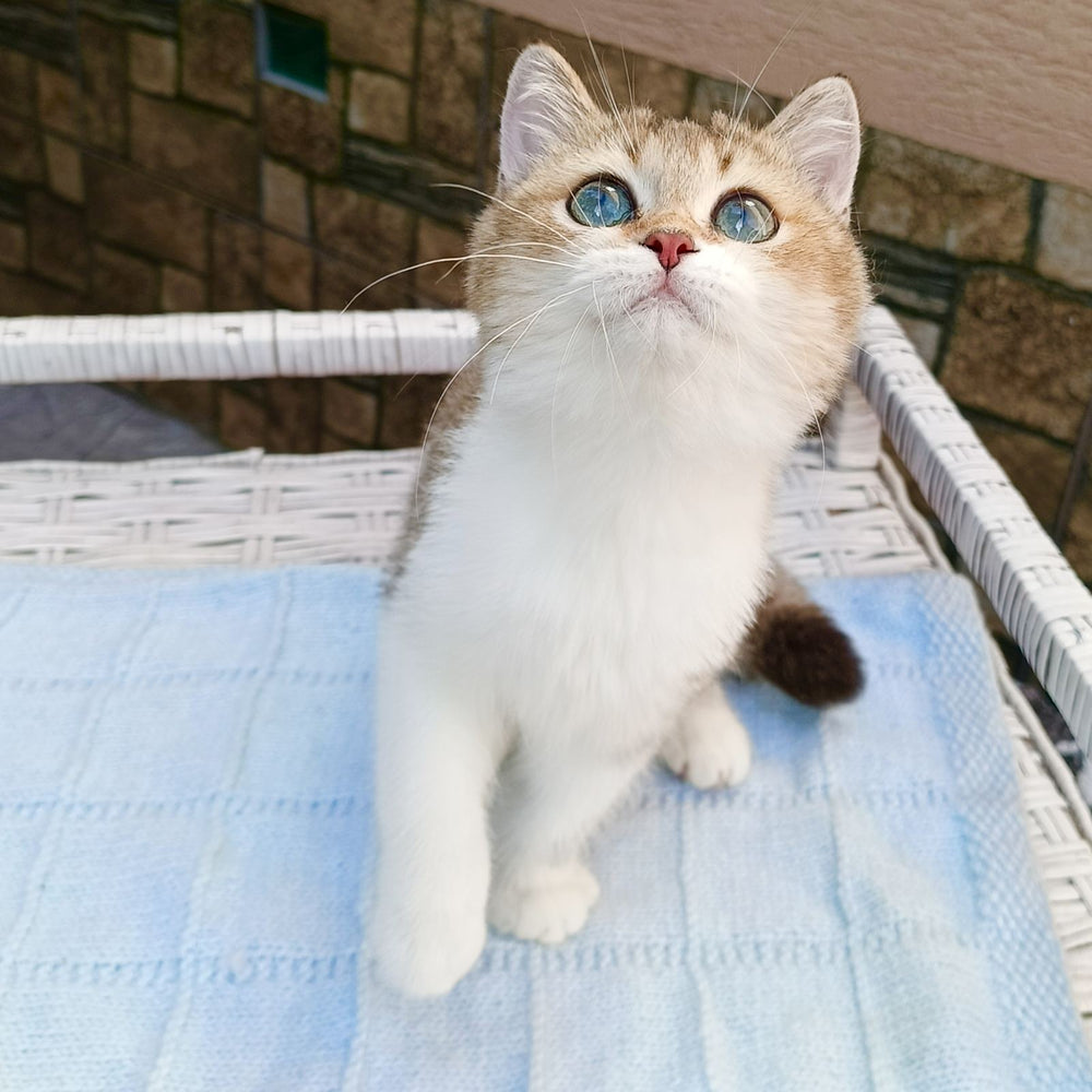 
                  
                    Xavier
                  
                