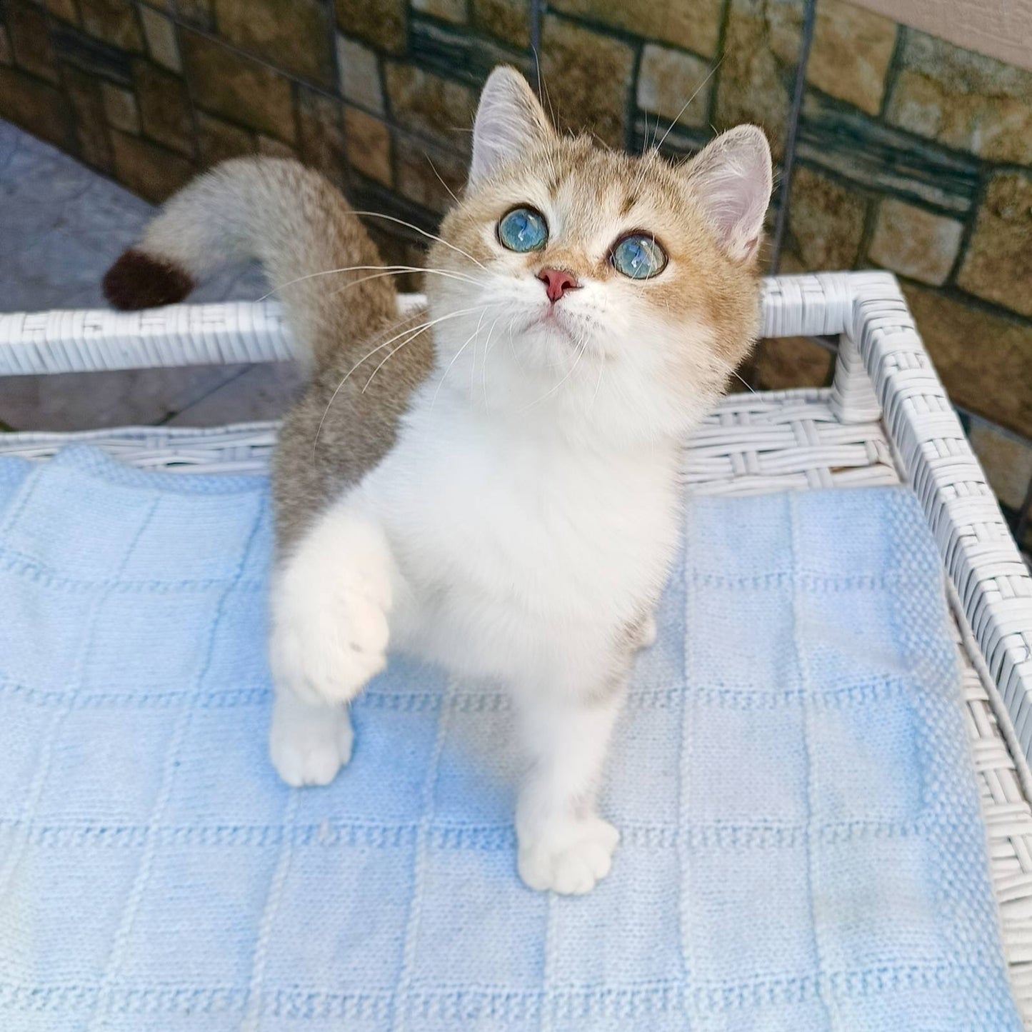 
                  
                    Xavier
                  
                