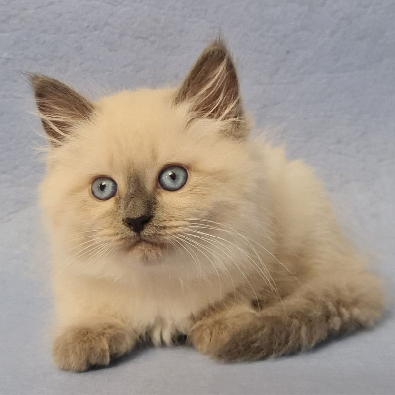 Archie
