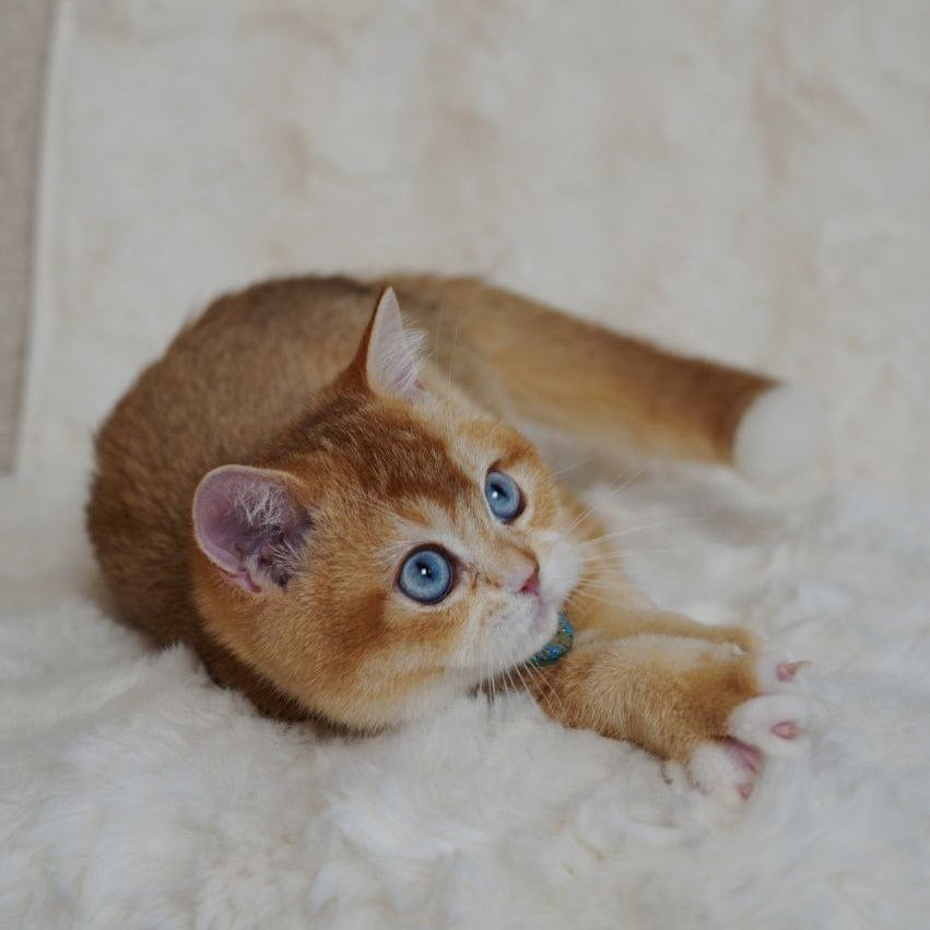 
                  
                    Teddy
                  
                