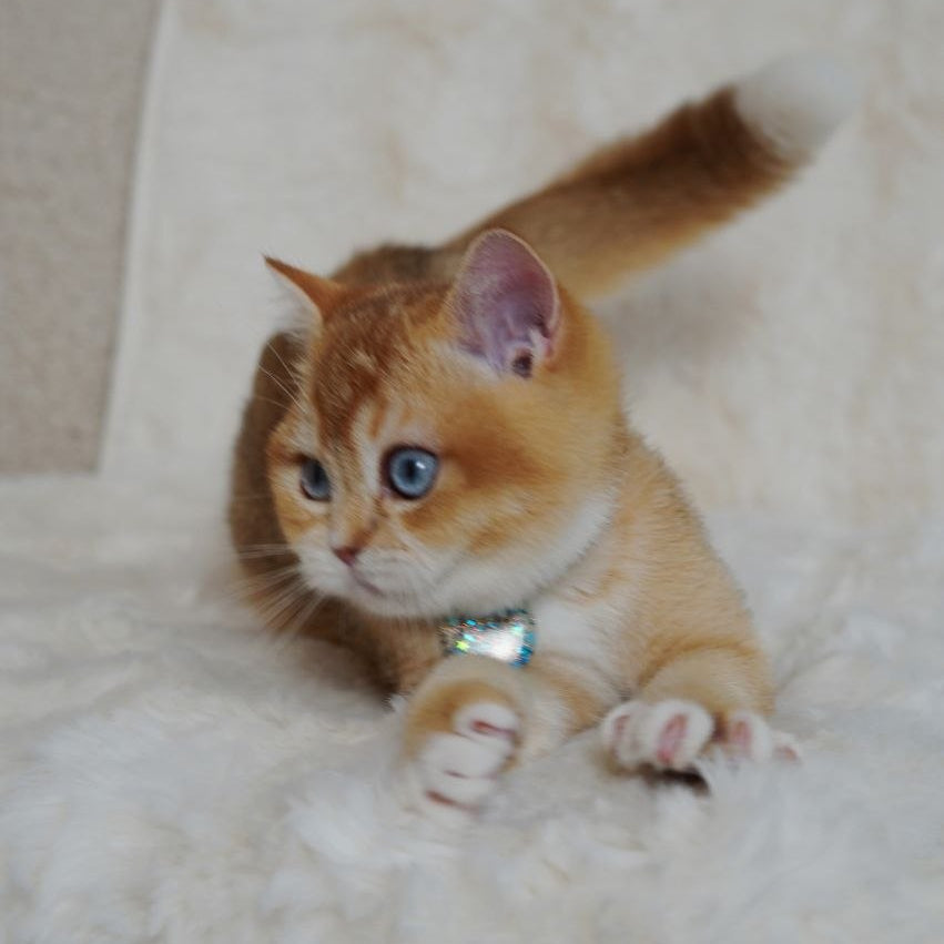 
                  
                    Teddy
                  
                