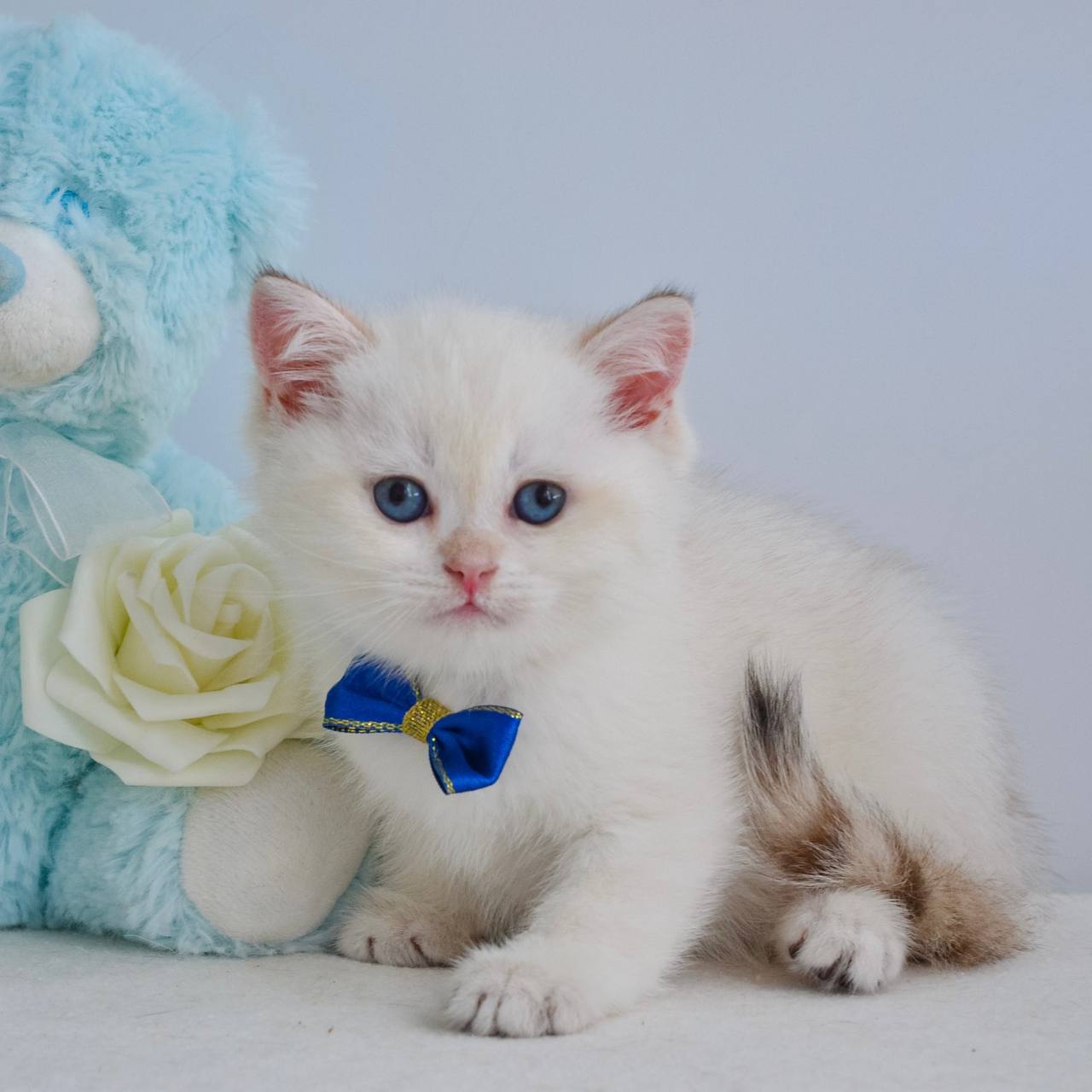 
                  
                    Ilan
                  
                