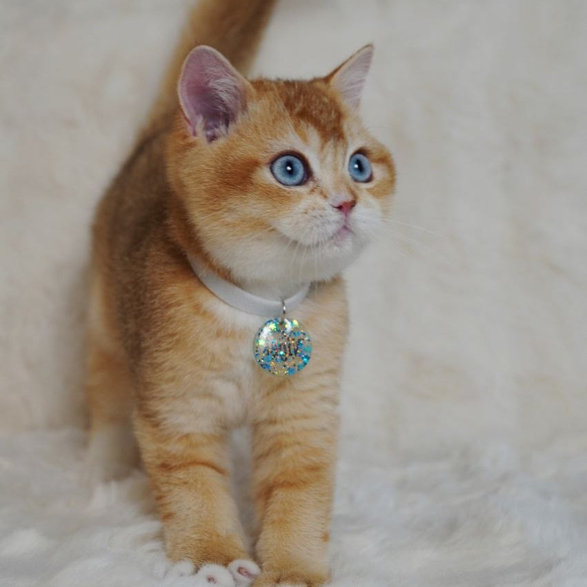 
                  
                    Teddy
                  
                