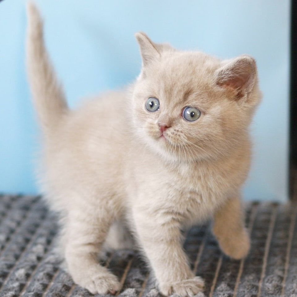 
                  
                    Oliver
                  
                