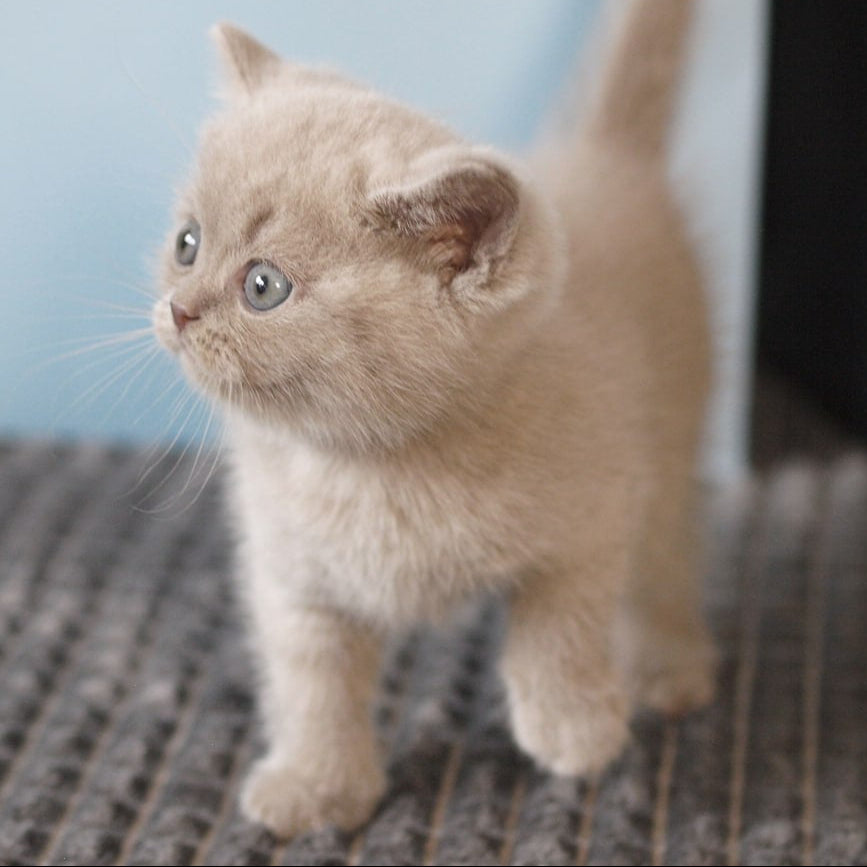 
                  
                    Oliver
                  
                