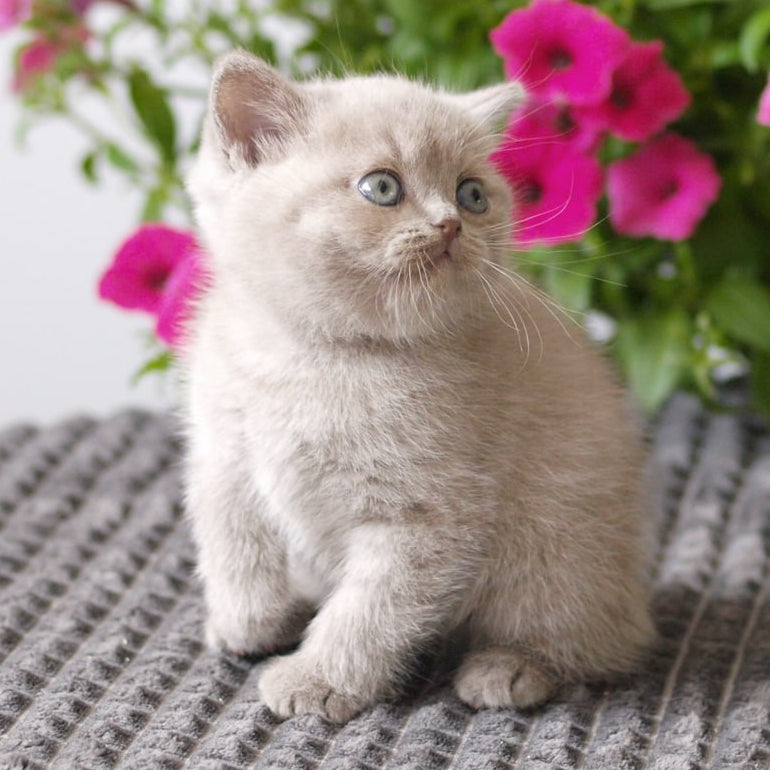 
                  
                    Oliver
                  
                