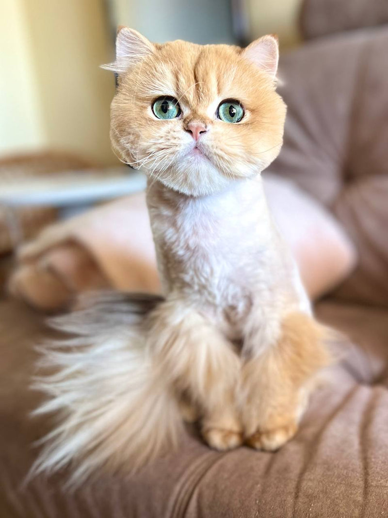 Twix