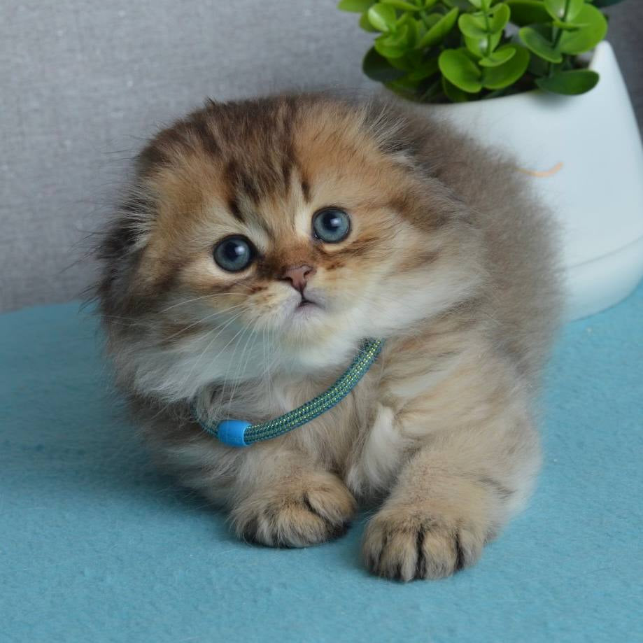 Leo