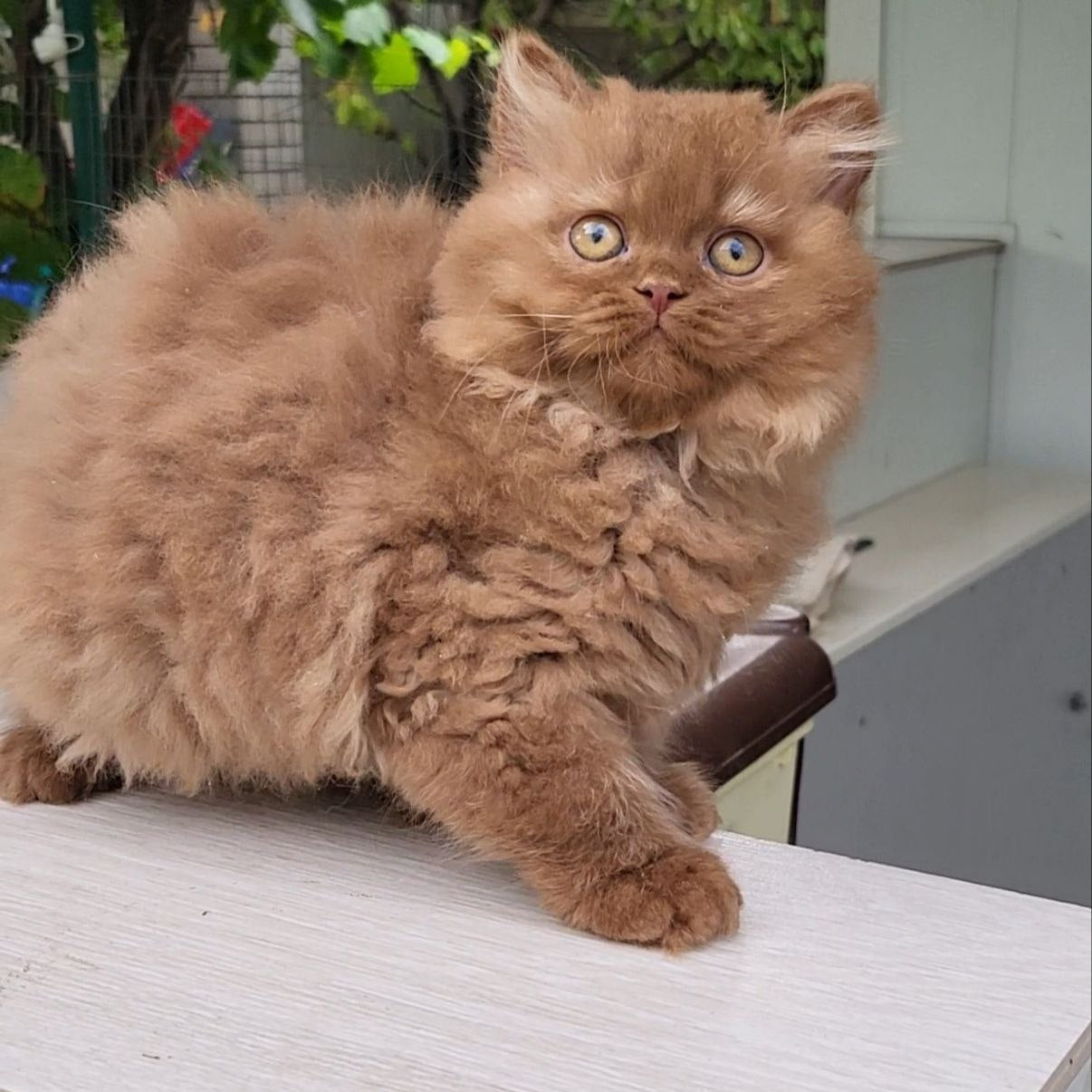 
                  
                    Baron
                  
                