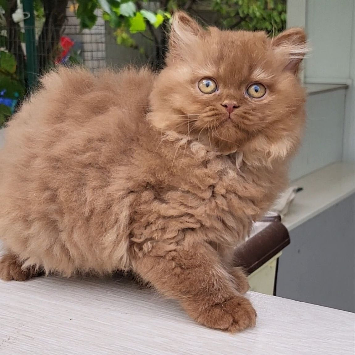 
                  
                    Baron
                  
                
