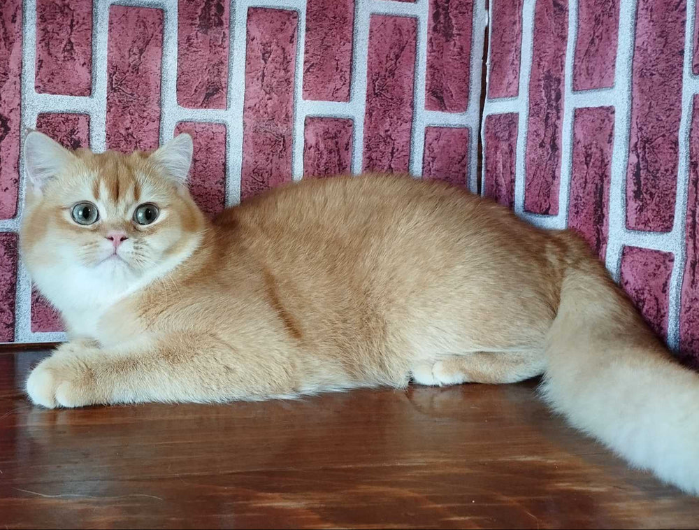 
                  
                    Rocky
                  
                