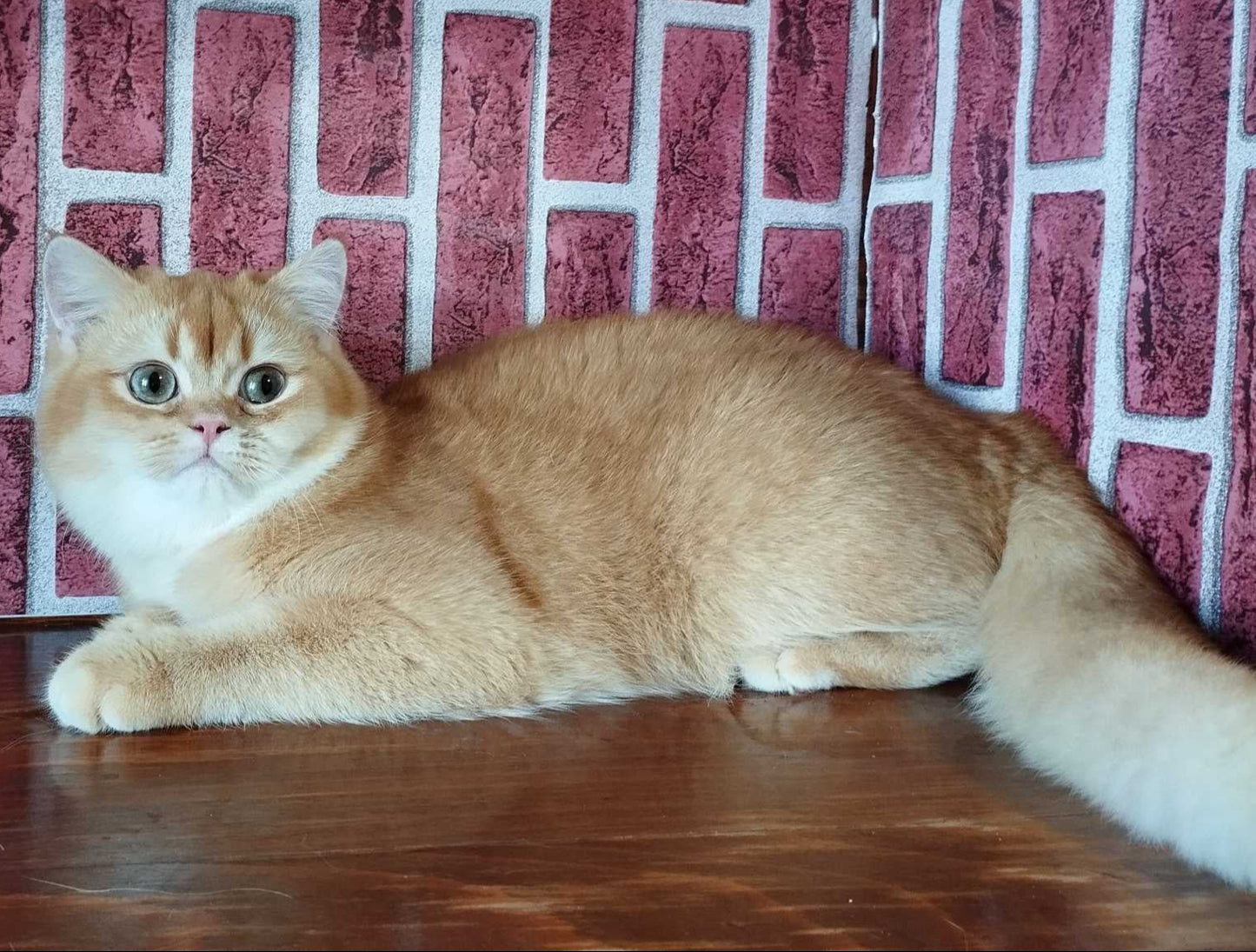 
                  
                    Rocky
                  
                