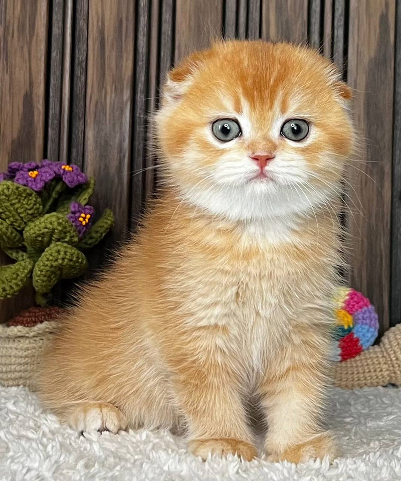 Nala